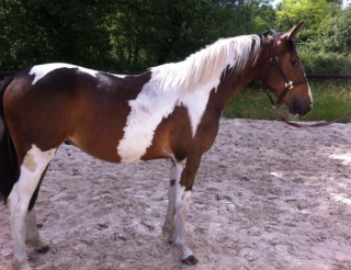  Realice salidas ecuestres con el club hípico 